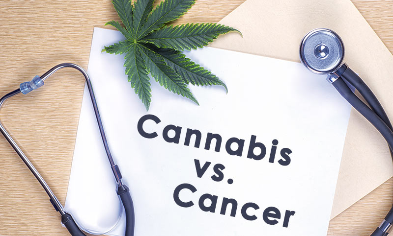 cannabis oil kills cancer